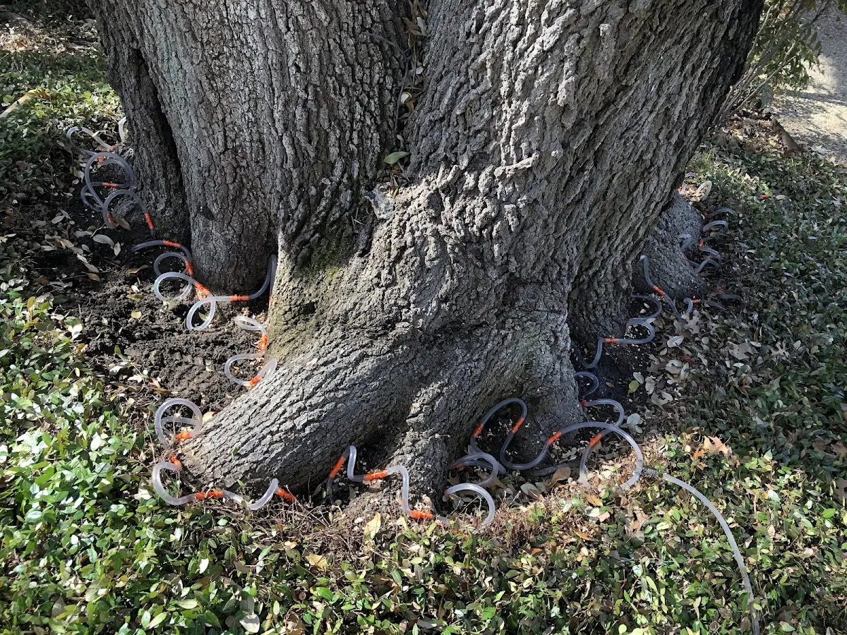 Detailed Tree Cabling and Bracing job site in Jewett City