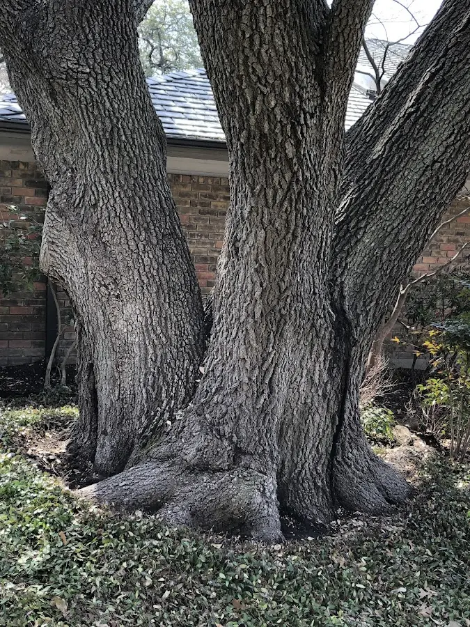 Mature heritage tree close to a Jewett City property cared for by certified arborists